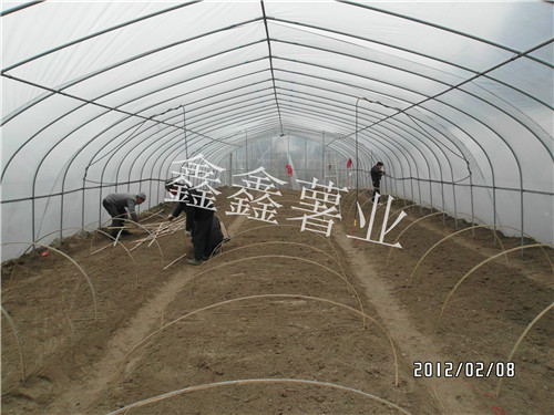  河南紅薯苗